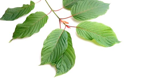 High angle view of leaves against white background