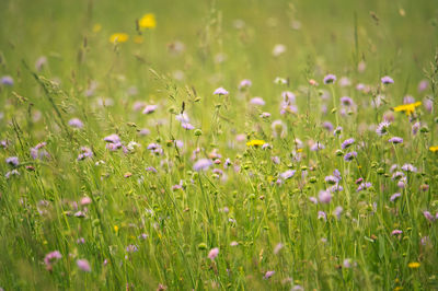 Close-up of purple flowering plants on field