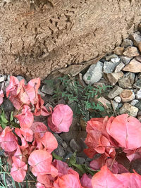 High angle view of pink flowering plants on rocks