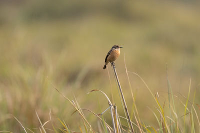 Bird perching on a field