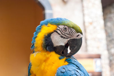 Close-up of a parrot