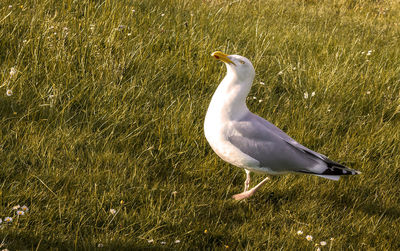 Bird perching on field