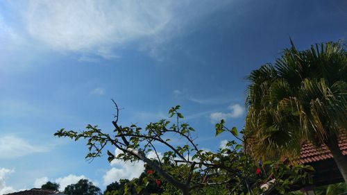 Low angle view of palm trees against blue sky