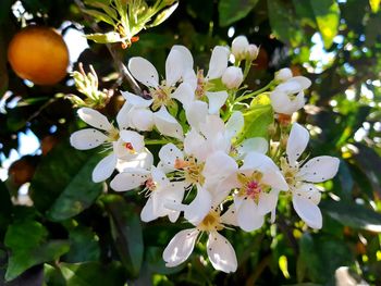 Close-up of cherry blossoms on tree