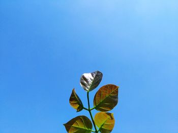 Low angle view of plant against blue sky