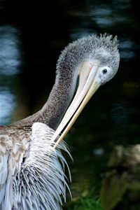 Close-up of pelican