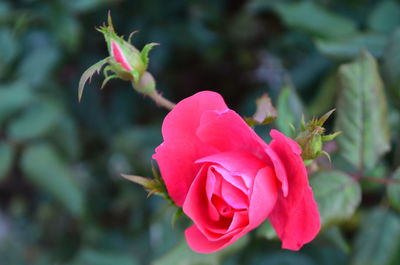 Close-up of pink flower