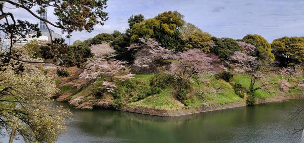 Scenic view of lake in forest