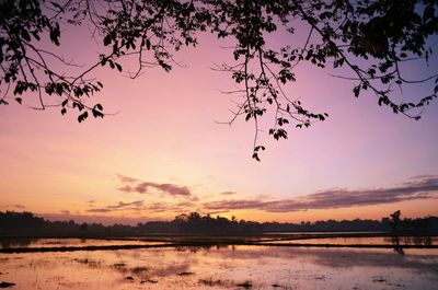 Sun shining through trees
