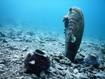 Close-up of fish swimming in sea