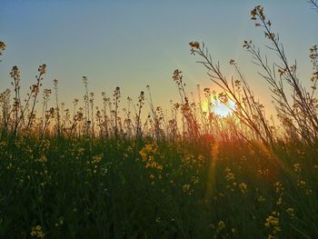 Plants growing on field against sky during sunset
