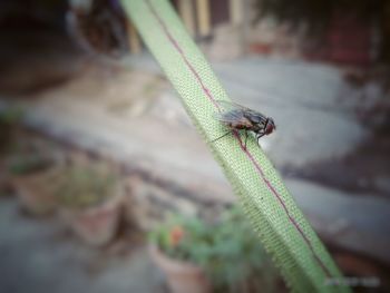 Close-up of insect on leaf