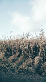 Scenic view of field against cloudy sky