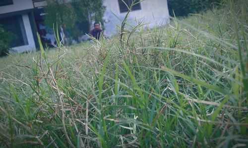 Man standing in grass