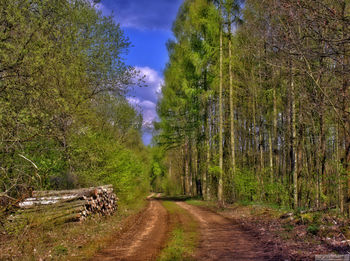 Road amidst trees against sky