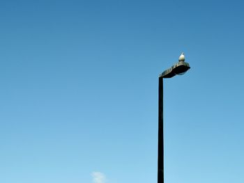 Low angle view of bird perching on wooden post