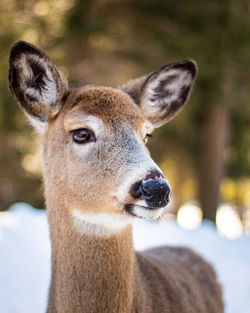 Close-up of a deer in canada