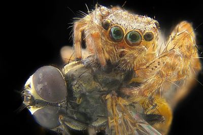 Close-up of turtle against black background