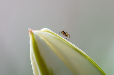 Close-up of ant on flower bud