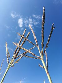 Low angle view of plants against blue sky