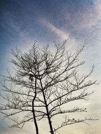 Low angle view of bare trees against sky