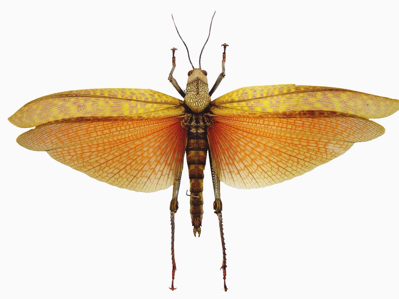 studio shot, clear sky, white background, copy space, close-up, butterfly - insect, insect, butterfly, single object, low angle view, natural pattern, one animal, cut out, animal wing, no people, animal themes, day, nature, outdoors, hanging