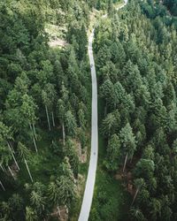 High angle view of trees in forest
