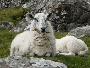 Portrait of sheep on rock