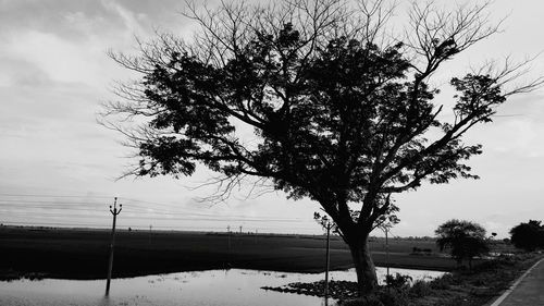 Silhouette tree on street by field against sky