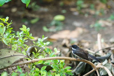 Bird perching on a plant