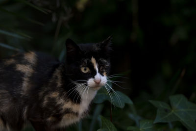 Close-up of a cat