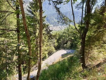 Scenic view of forest