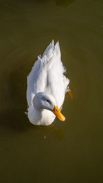 Close-up low level view of aylesbury pekin peking american domestic duck ducks swimming in lake