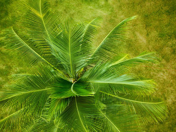 Full frame shot of palm leaf