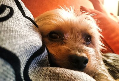 Close-up portrait of dog