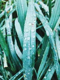 Close-up of wet plants