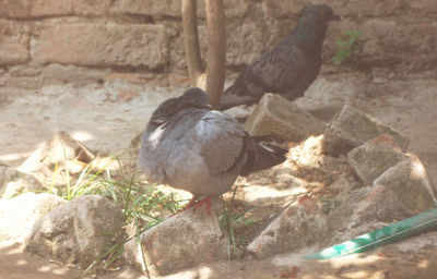 Bird perching on wall