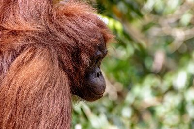 Close-up of a monkey looking away