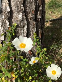 Close-up of white flowers blooming on tree trunk