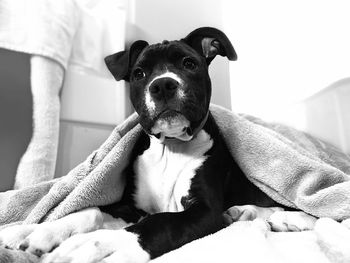 Portrait of dog lying on bed at home