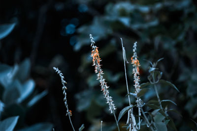 Close-up of frozen plants during winter