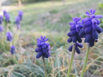 Close-up of purple flowering plant in field