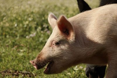 Close-up of a pig on field