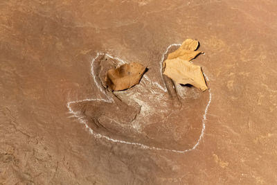 High angle view of a bird on sand