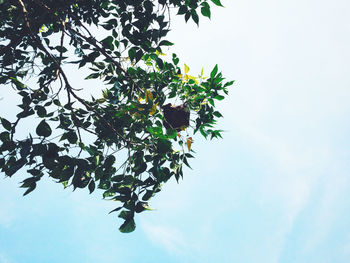 Low angle view of tree against sky