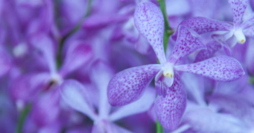 Close-up of purple flowering plant