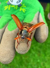 High angle view of insect on leaf