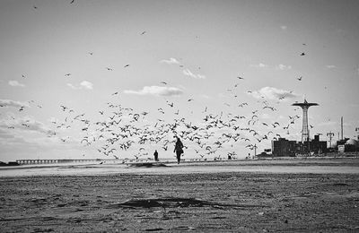 Birds flying over water