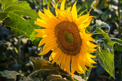 Close-up of sunflower