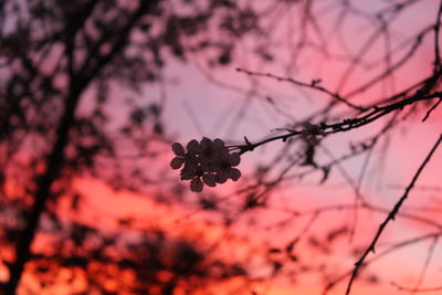 Low angle view of cherry blossoms against sky